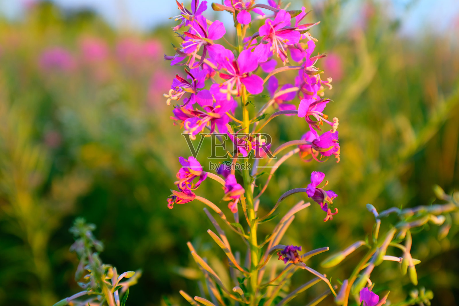 草地上的杂草花，特写镜头。美丽的粉红色紫色花的Fireweed出版，设计，海报，日历，帖子，屏保，壁纸，明信片，卡片，横幅，封面，网站照片摄影图片