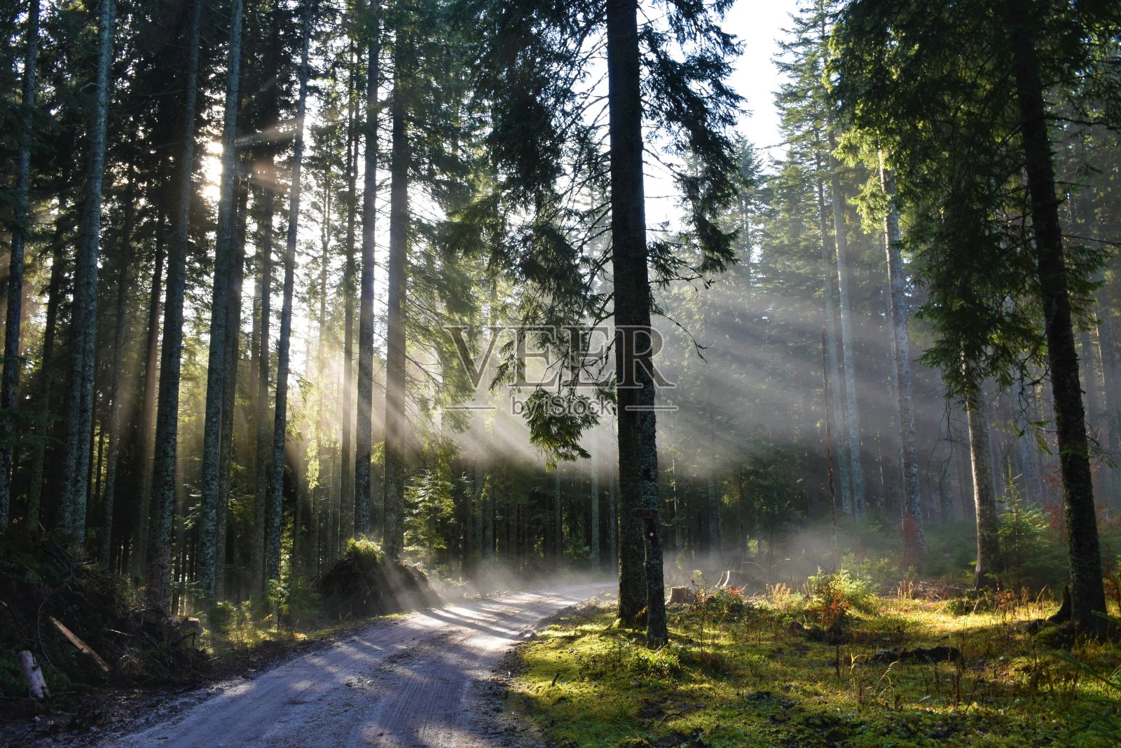 阳光照亮了雾中的北方针叶林照片摄影图片