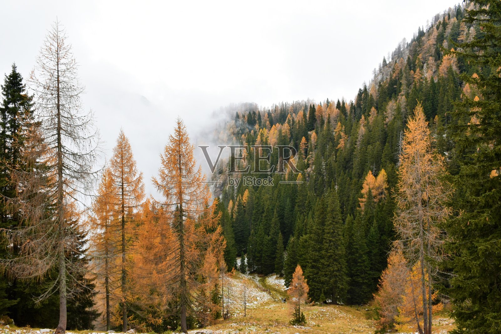 秋季针叶树山落叶松(落叶松落叶)和云杉(云杉冷杉)森林与落叶松的颜色为橙色照片摄影图片