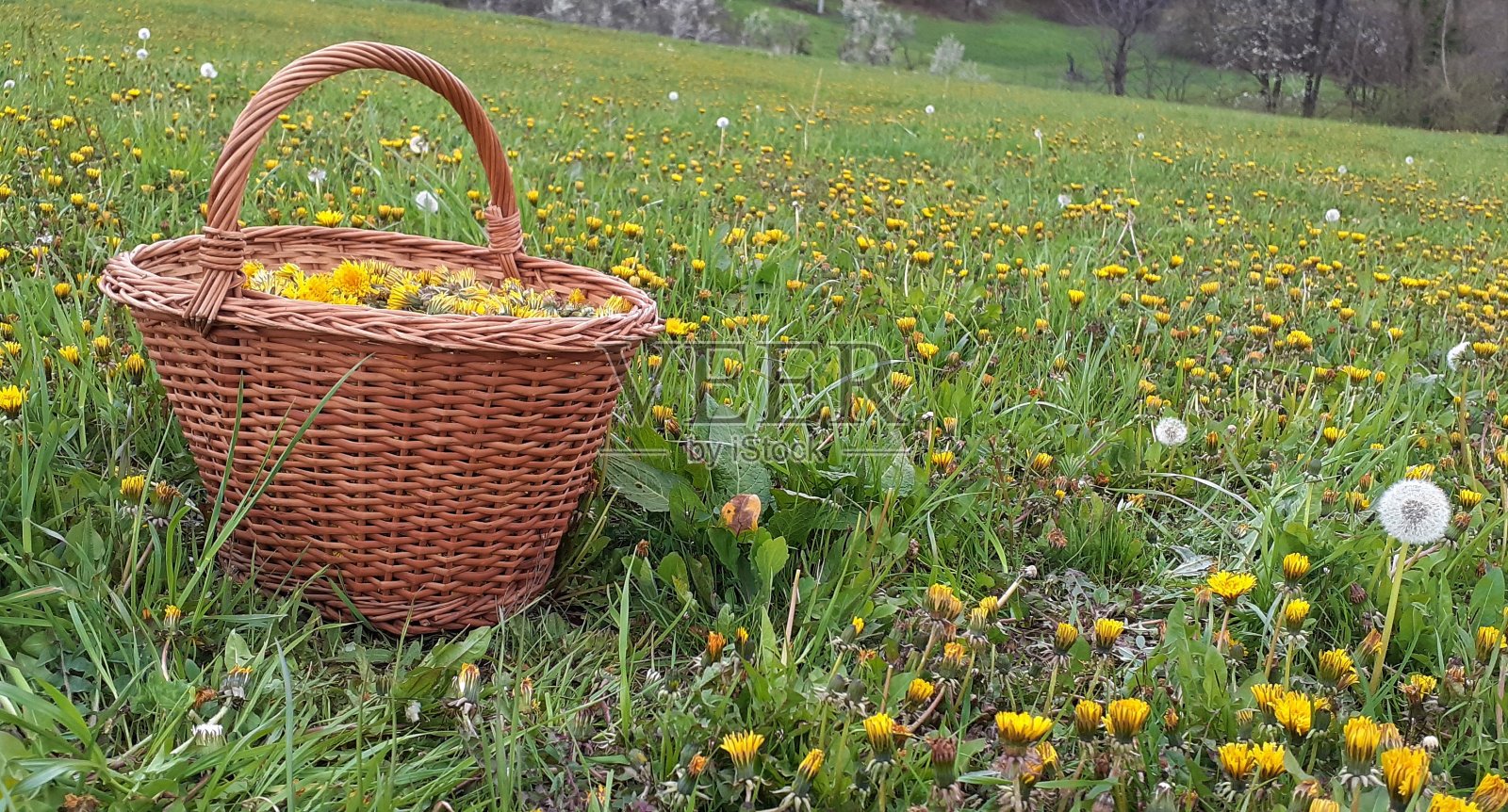 收获草药，蒲公英，Pannier照片摄影图片