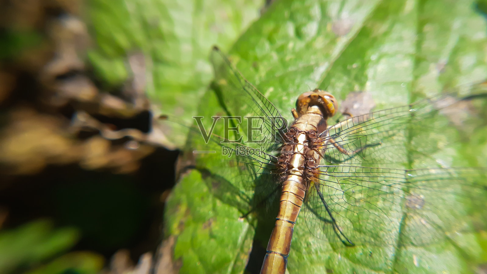 美丽蜻蜓的特写照片摄影图片