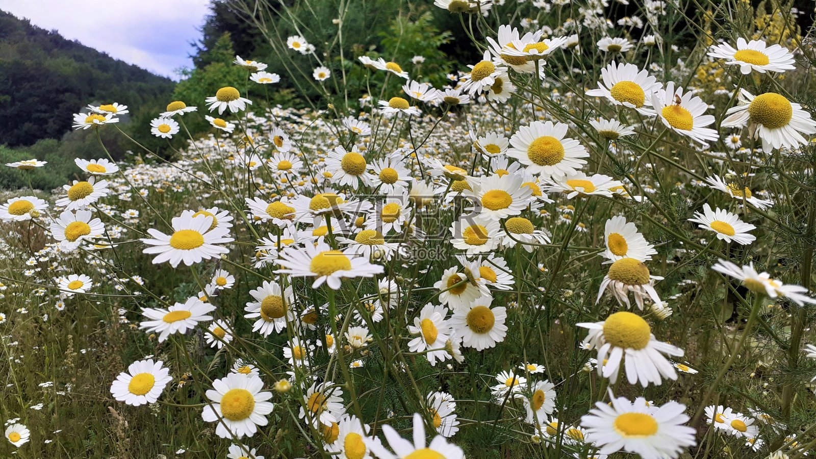 收割药草照片摄影图片
