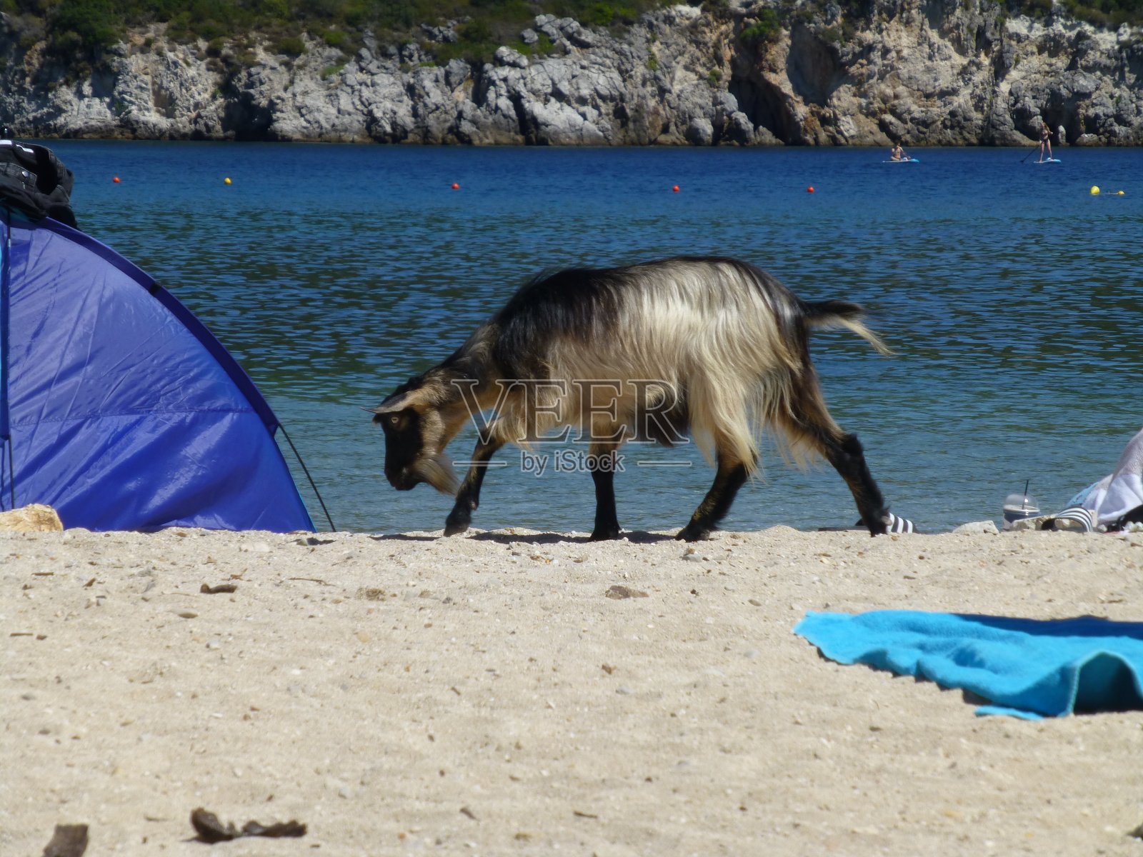 山羊在海滩照片摄影图片