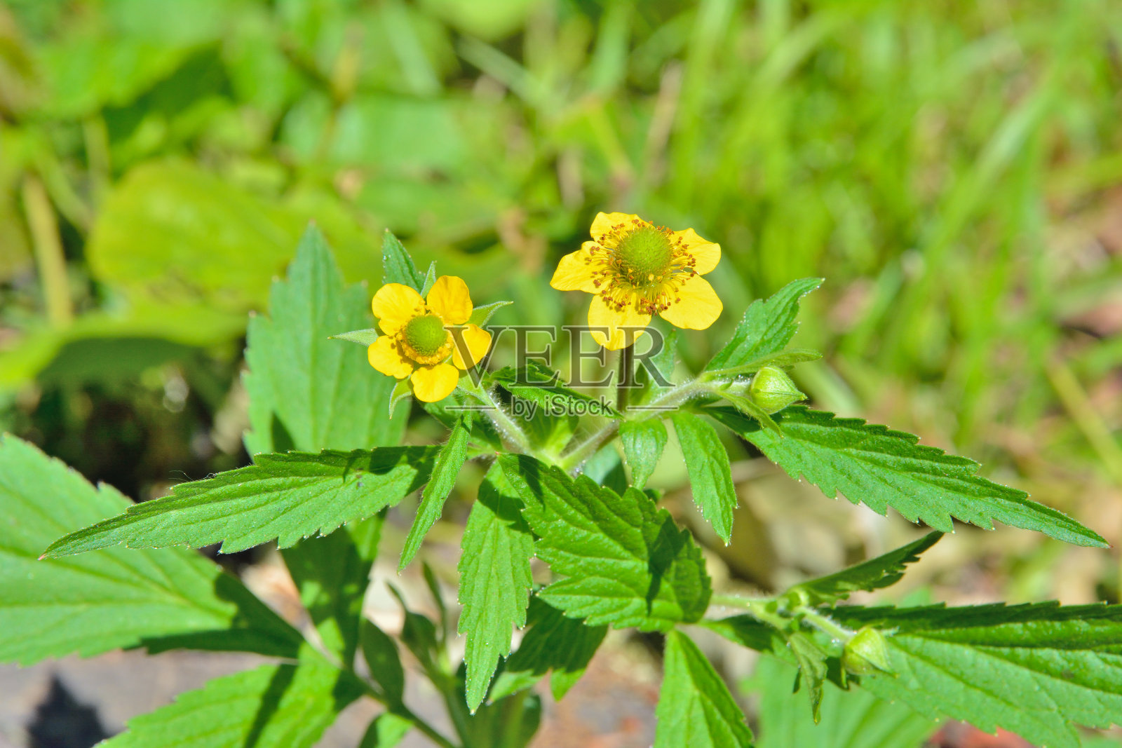 开花植物班纳特(Geum aleppicum)照片摄影图片