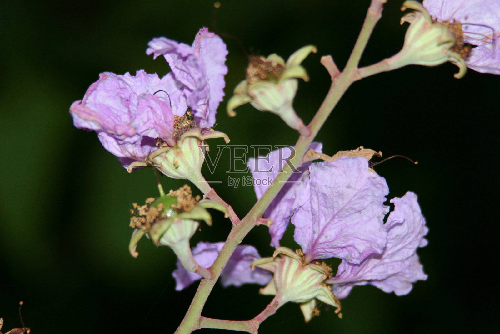 粉色的云杉开花了，粉色的喇叭树开花了照片摄影图片