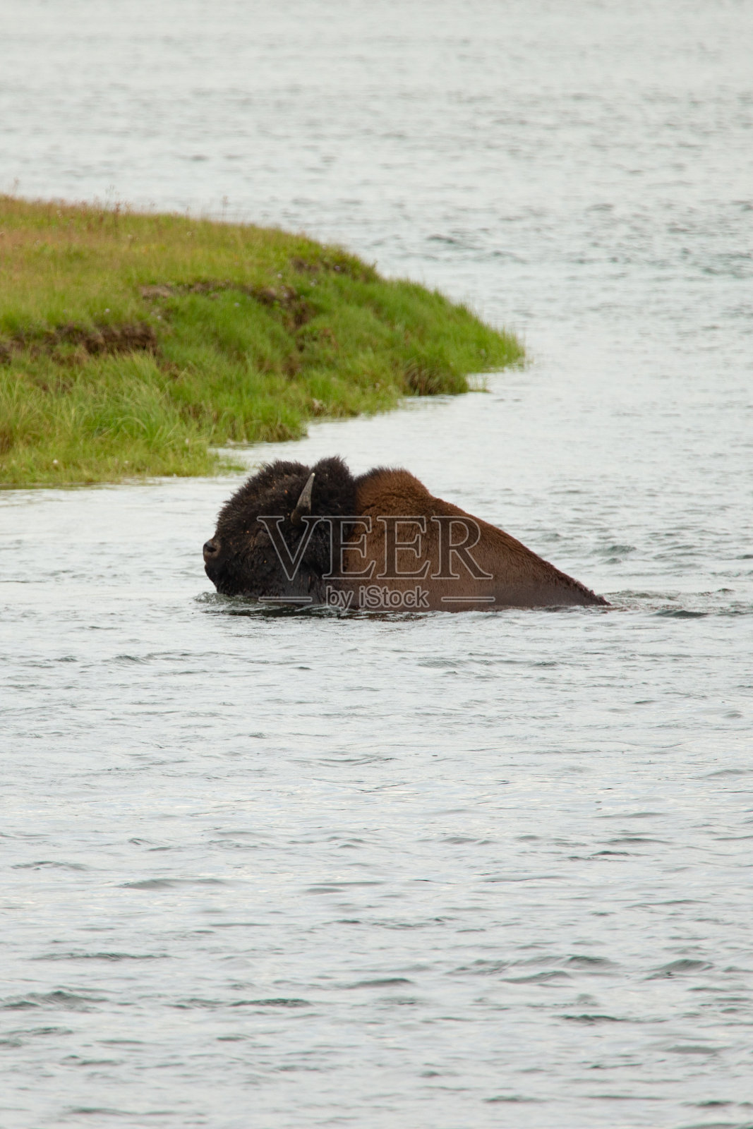 黄石国家公园的野牛照片摄影图片