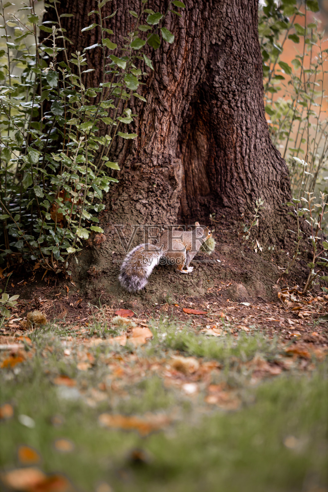 松鼠在公园里扛栗子照片摄影图片