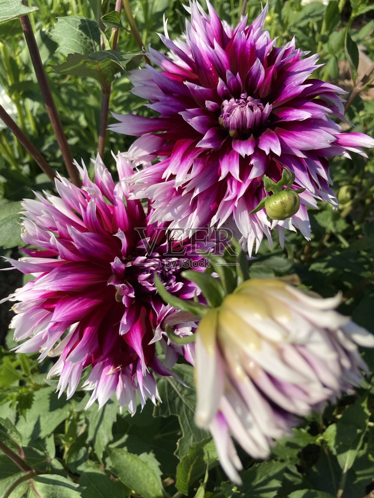 紫色的颜色照片摄影图片