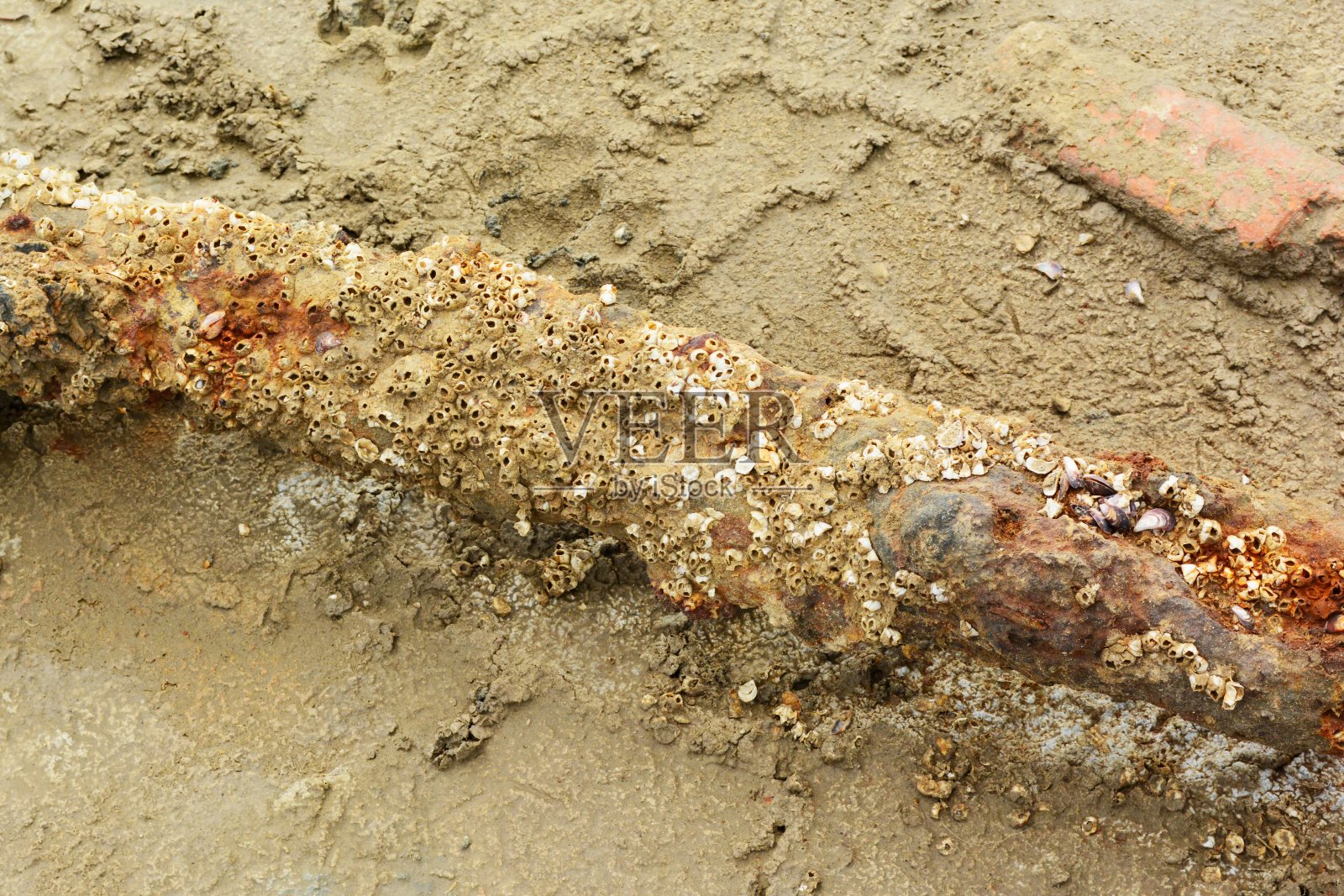 贝壳照片摄影图片