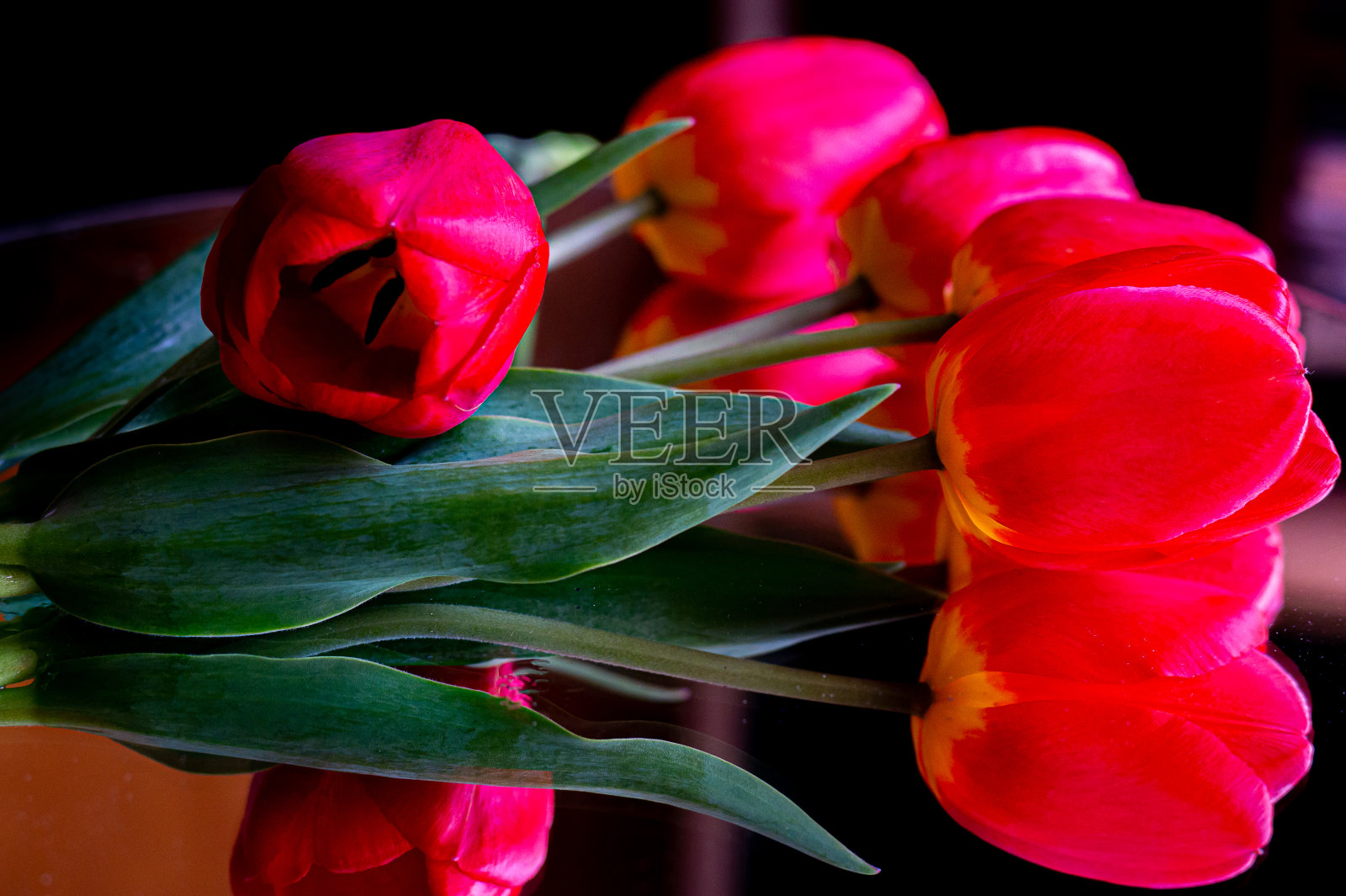 红色大郁金香的芳香照片摄影图片