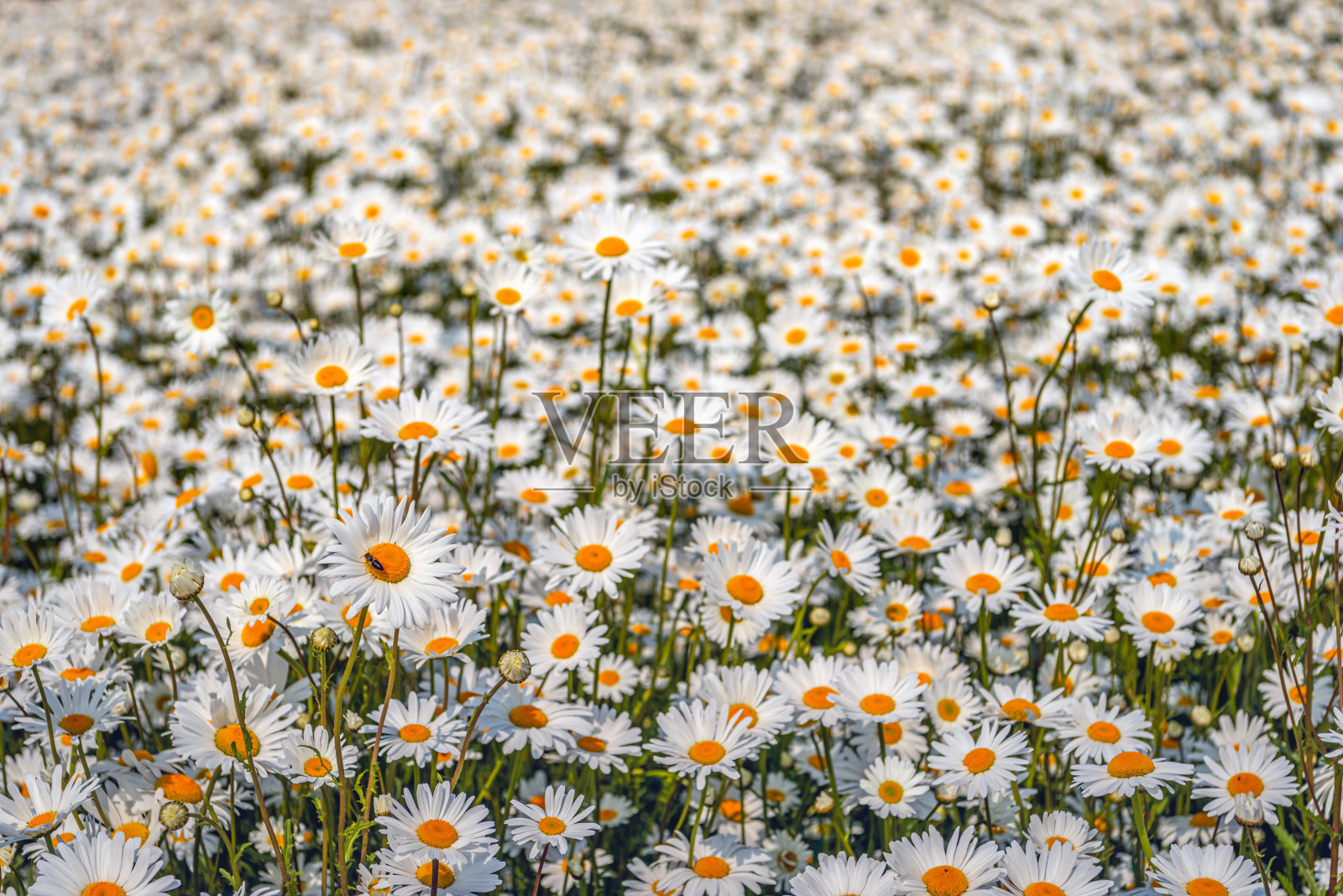 发芽和开花的普通雏菊照片摄影图片