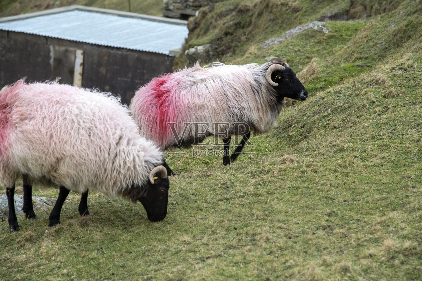 爱尔兰之美照片摄影图片