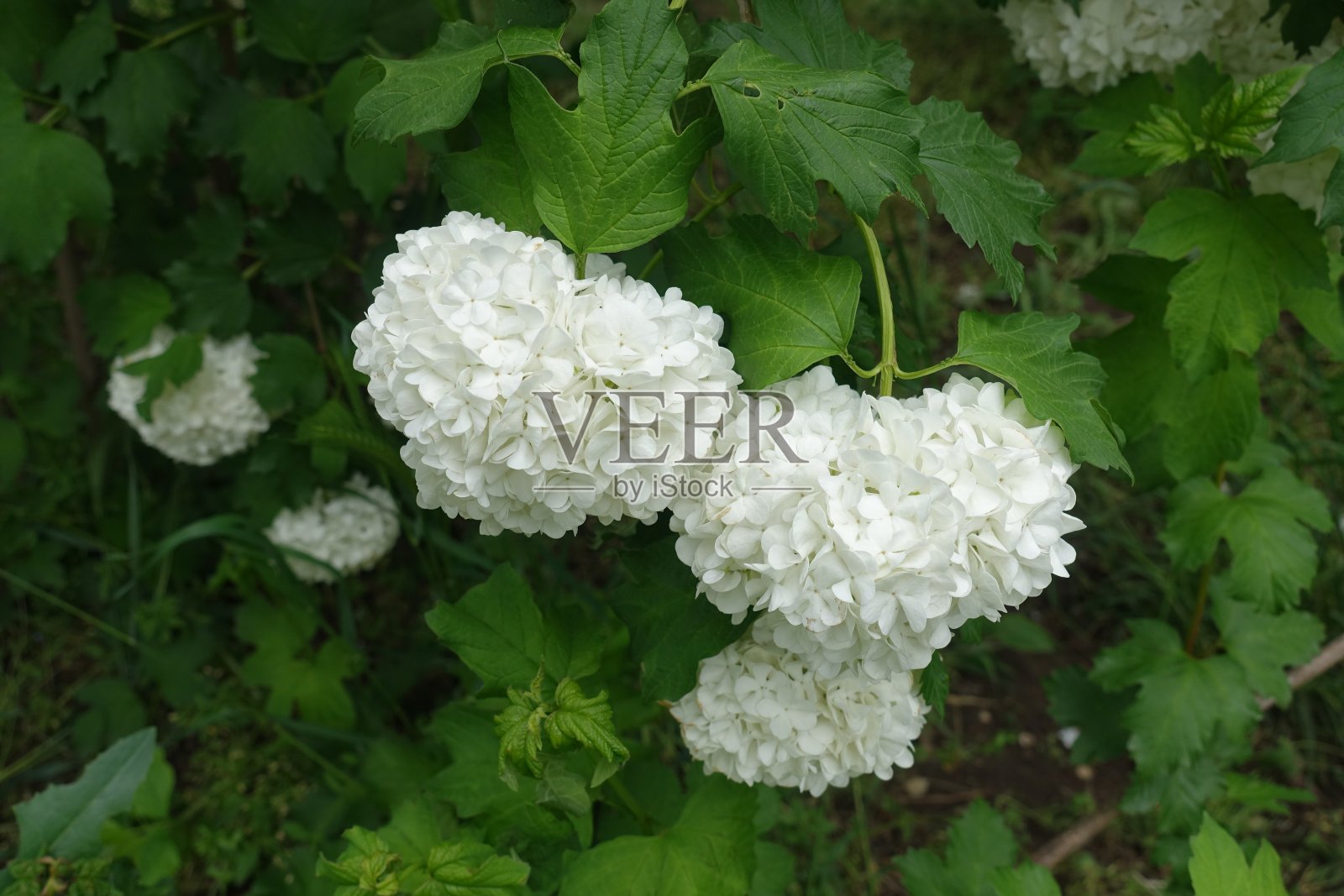 五月中旬，荚蒾荚蒾有束状的圆形白色花序照片摄影图片