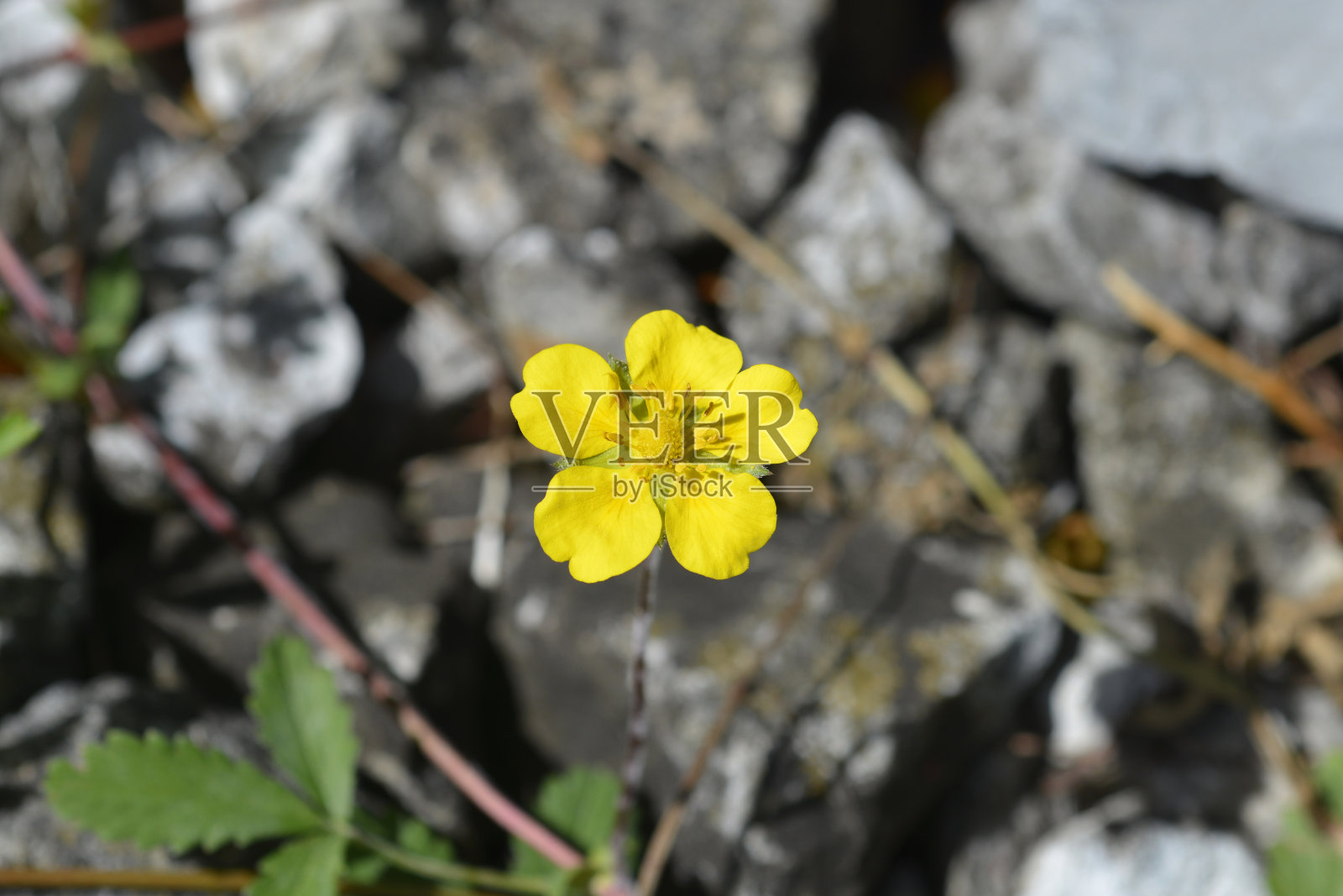 缓慢的装饰照片摄影图片