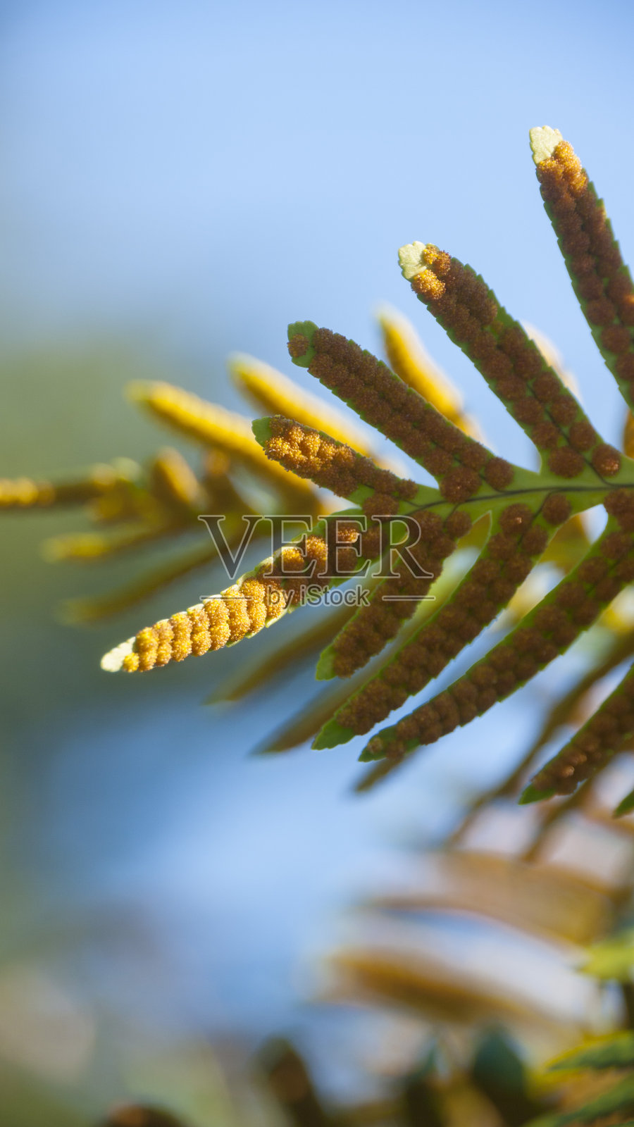 蕨叶中的橙色孢子照片摄影图片