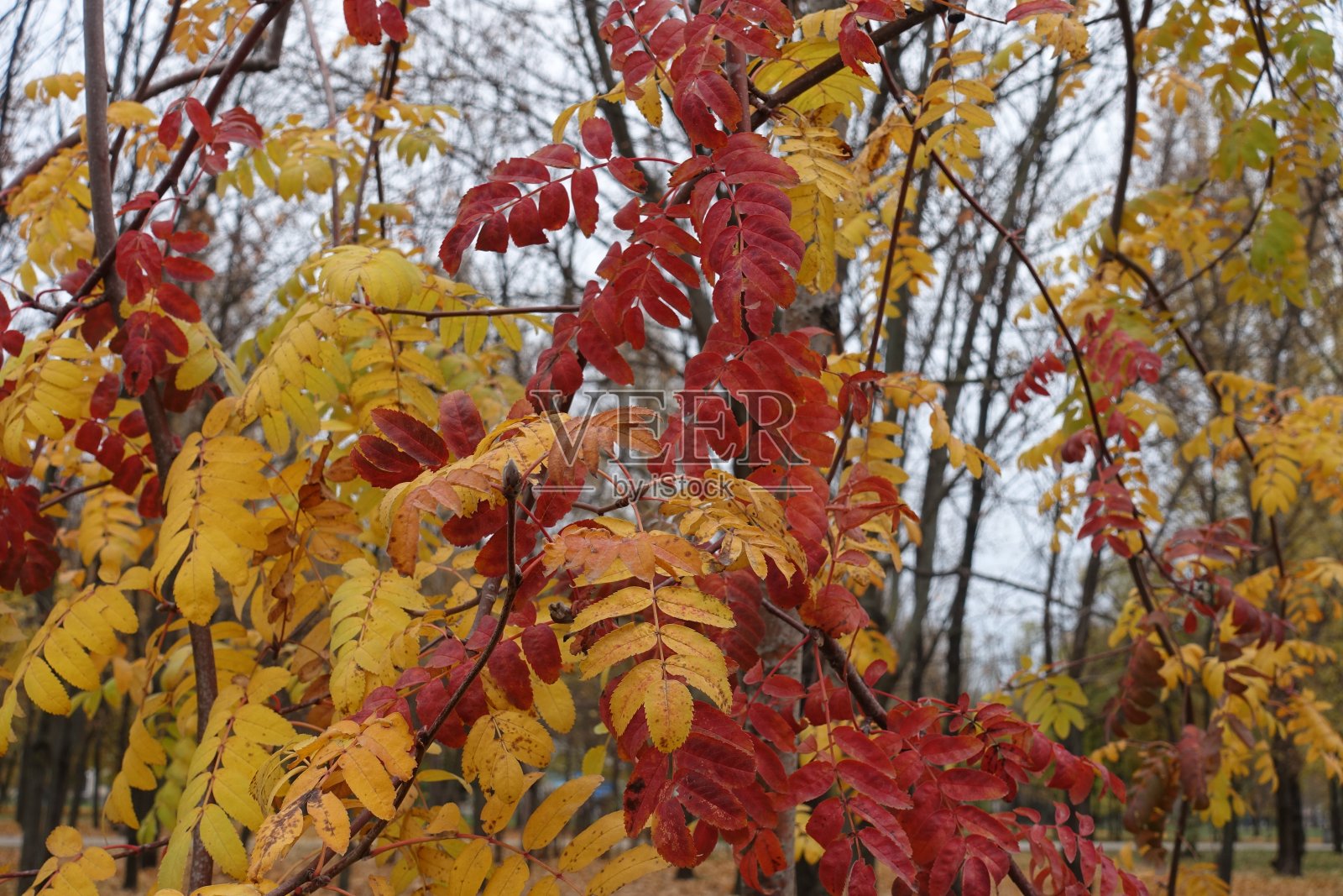 11月中旬，花楸的秋叶五彩缤纷照片摄影图片