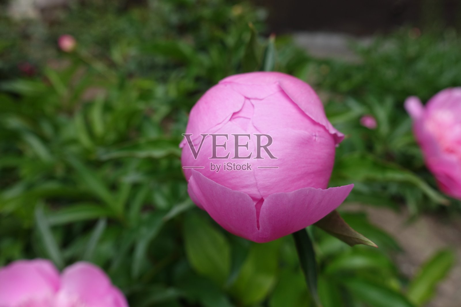 五月中旬粉红色牡丹花蕾闭合的特写照片摄影图片