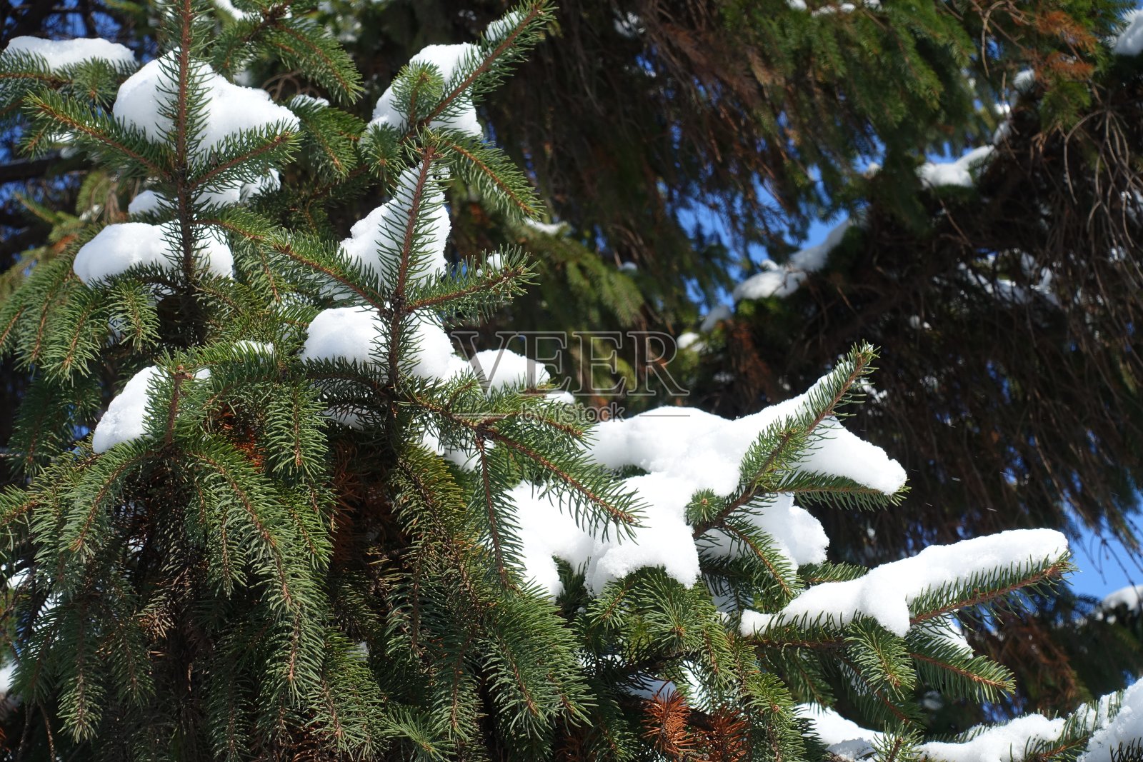 二月里，云杉枝头上的皑皑白雪照片摄影图片