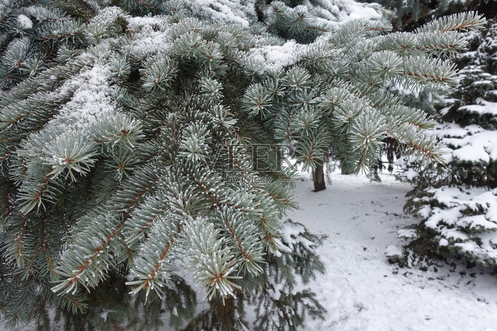 一月中旬，蓝杉枝头霜雪照片摄影图片