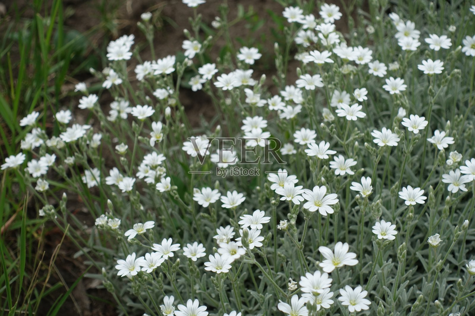 5月中旬，鹅毛癣盛开照片摄影图片