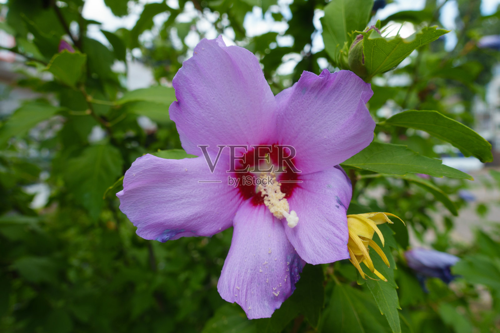 这是一张七月的芙蓉花的近照照片摄影图片