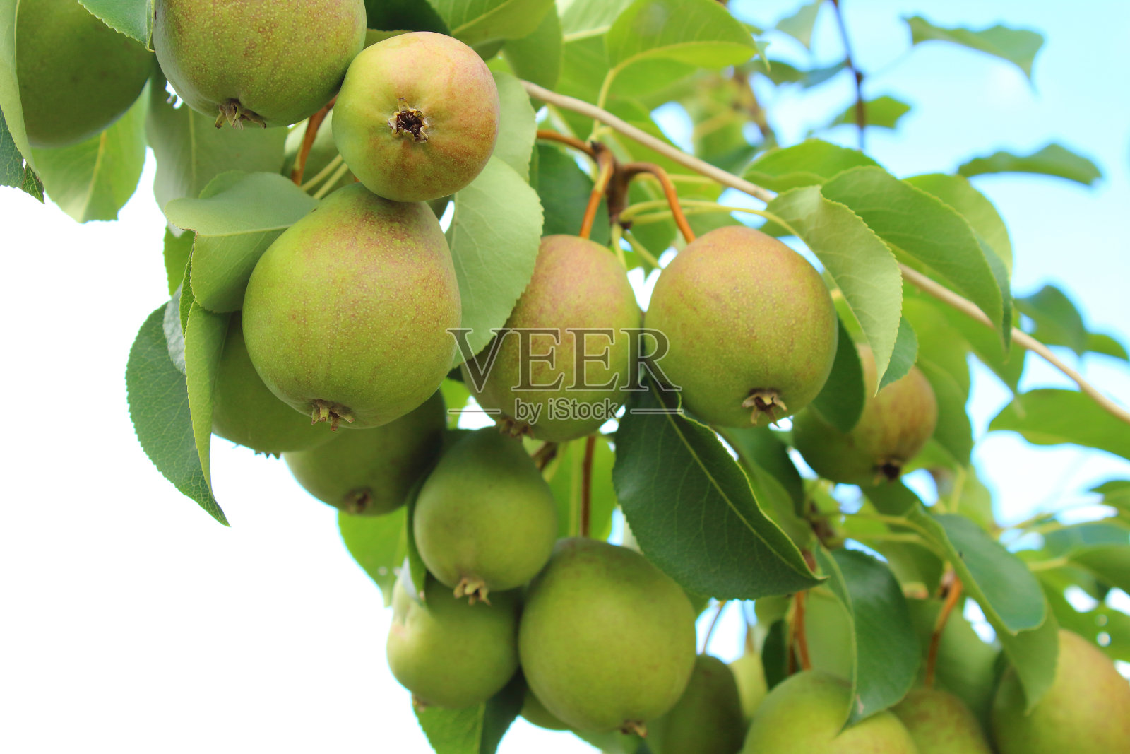 梨子挂在花园里的树枝上。特写镜头。背景。照片摄影图片