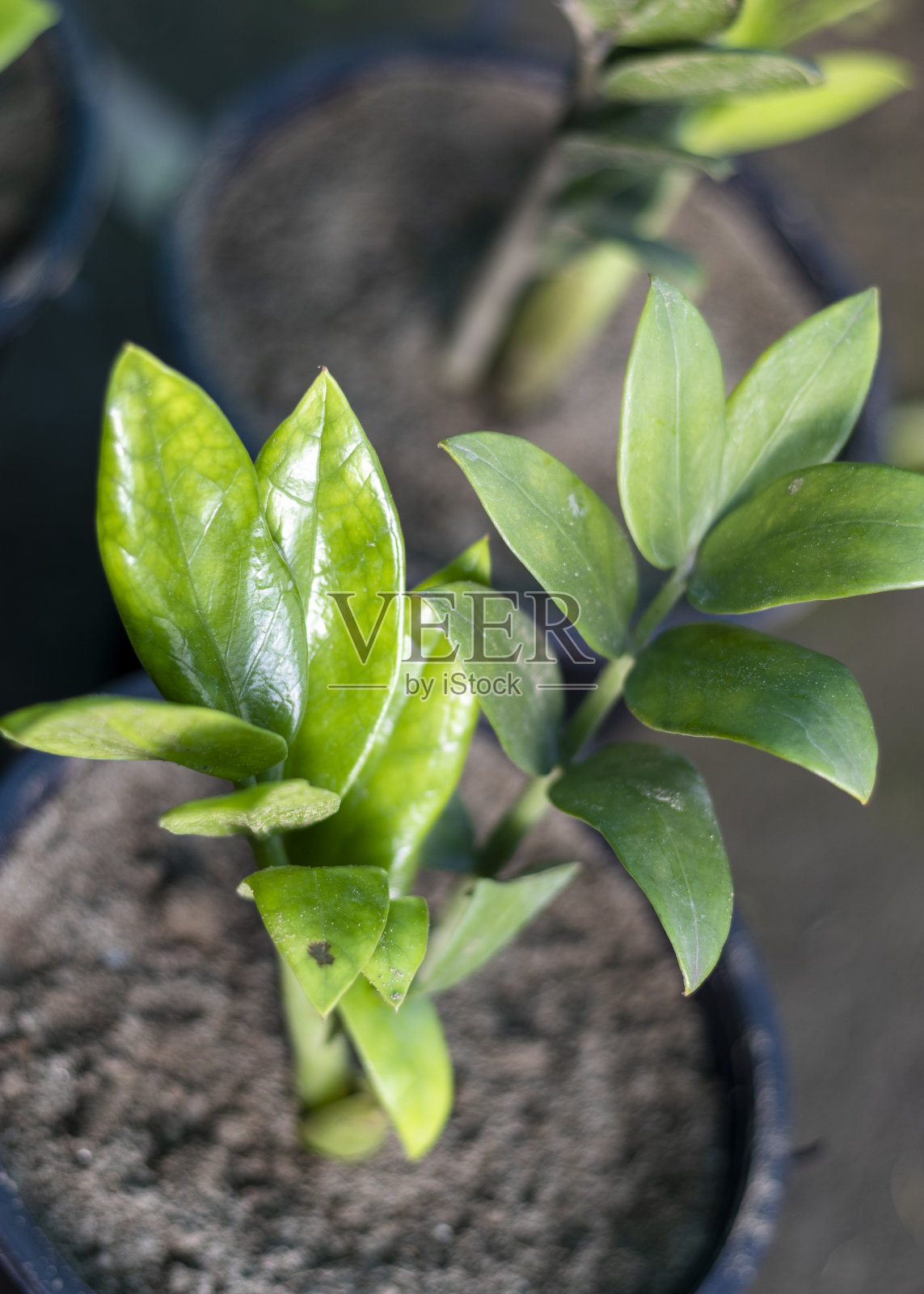 Zamioculacas zamiifolia绿色植物，选择性侧重于叶片照片摄影图片