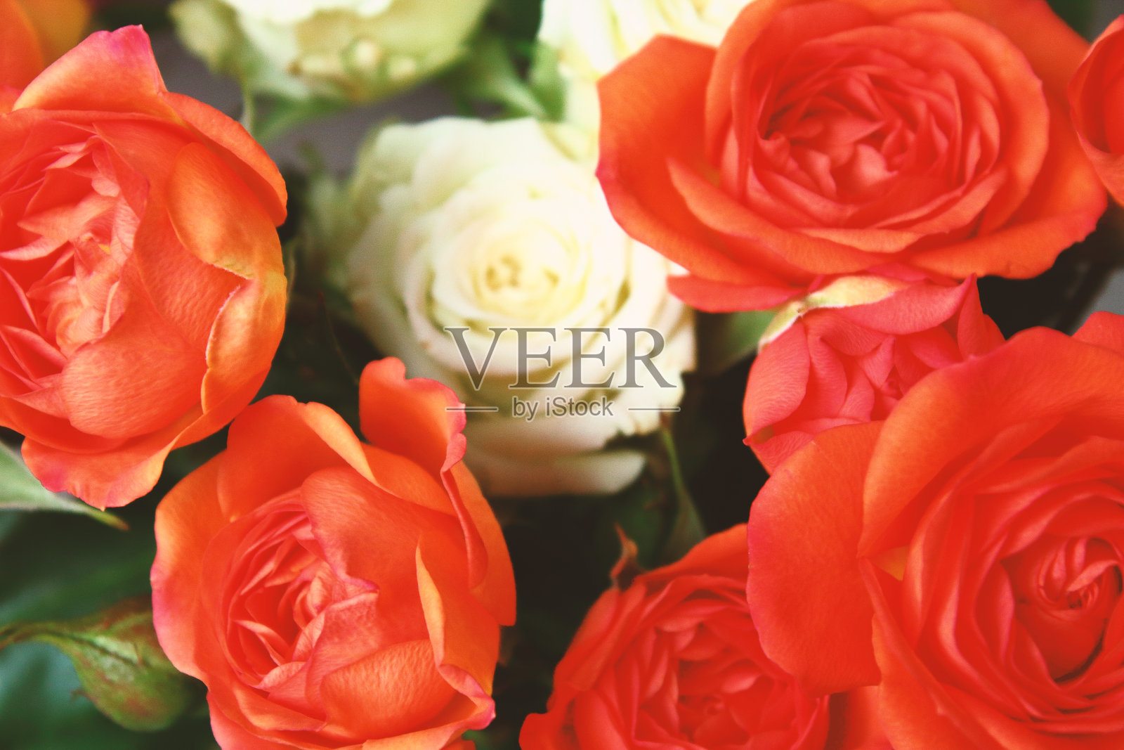 美丽的花束红色和白色的玫瑰特写。背景。照片摄影图片