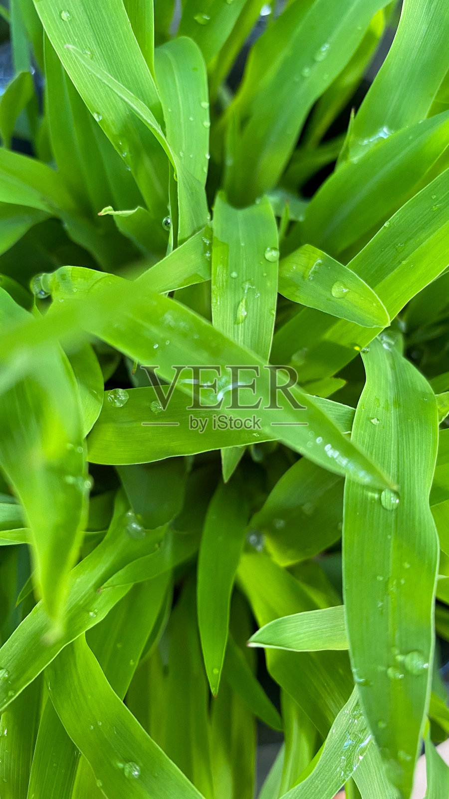草。照片摄影图片