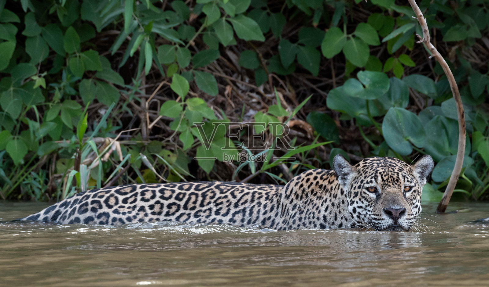 美洲豹在库亚巴河游泳。前视图。美洲虎。自然栖息地。Cuiaba河、巴西照片摄影图片