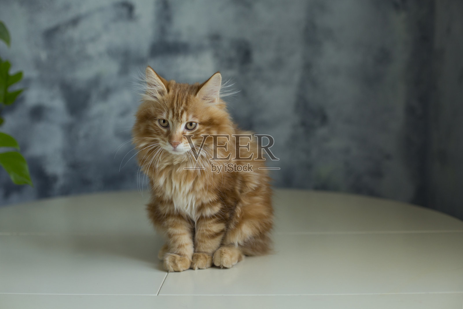 悲伤的小红猫呆在桌子上与纹理背景。照片摄影图片