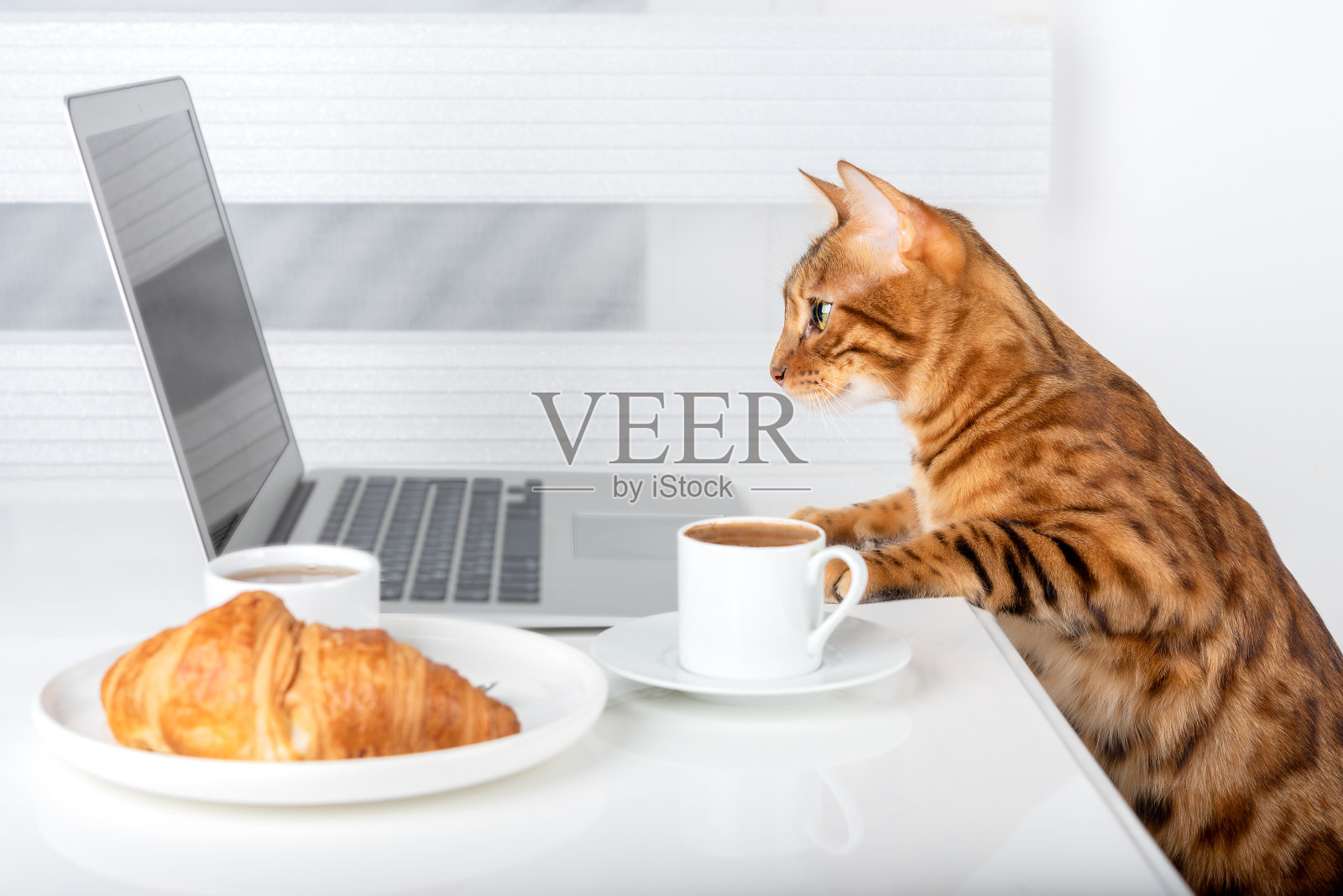 一只家猫坐在笔记本电脑后面，喝着咖啡，吃着羊角面包。照片摄影图片