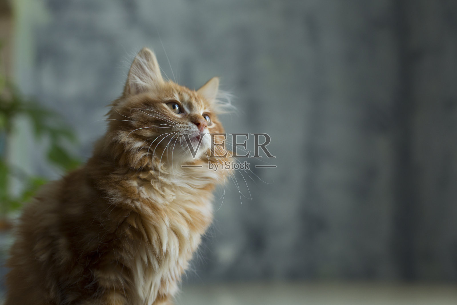 可爱的小红猫呆在桌子上复印空间照片摄影图片