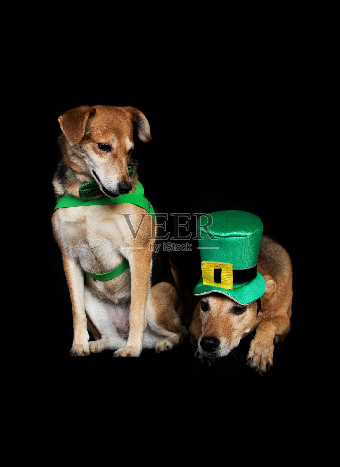 两只狗在黑色背景上穿着圣帕特里克节的服装照片摄影图片