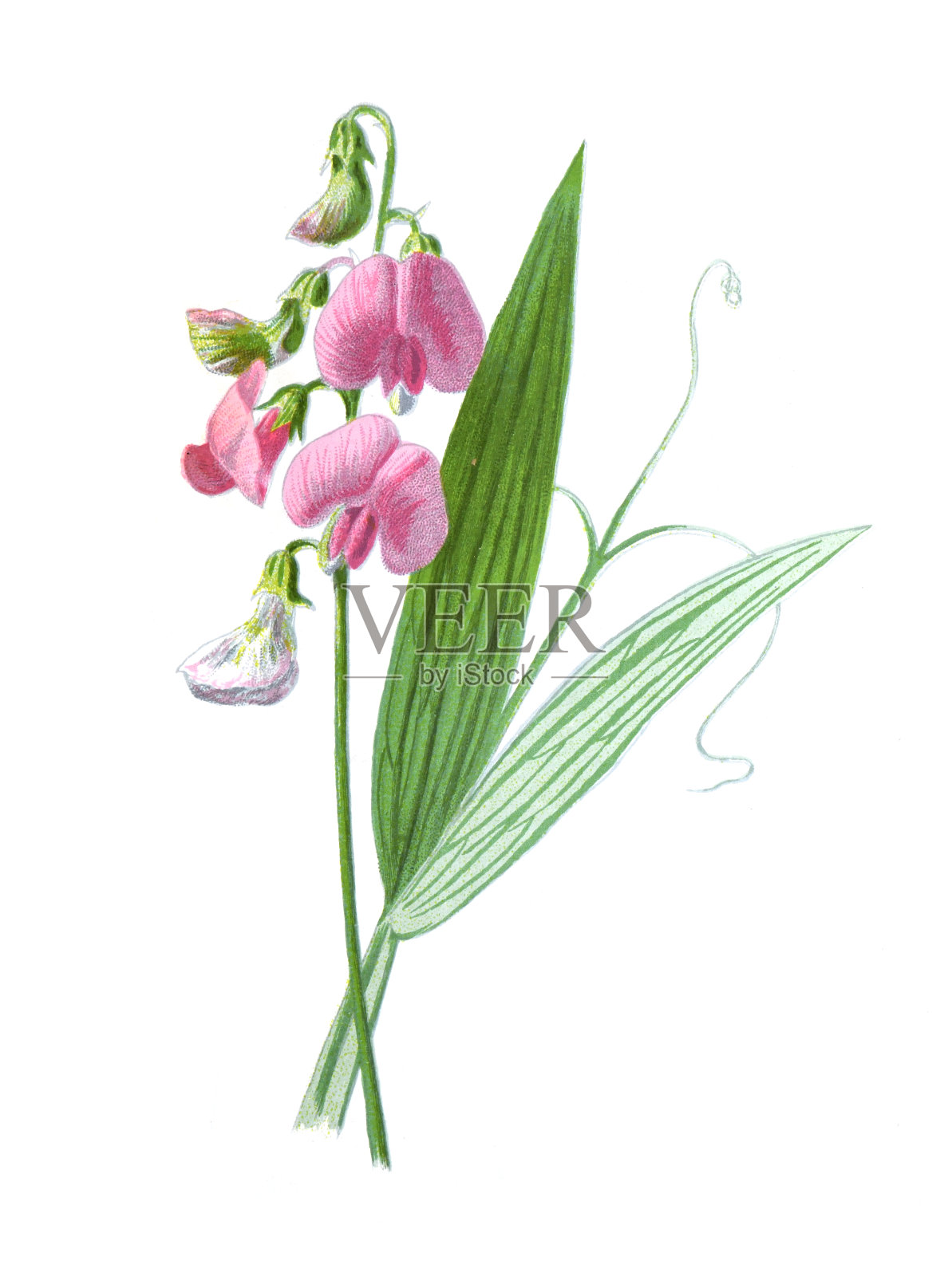 长生豌豆或长生豌豆，多年生豌豆，多年生豌豆，阔叶长生豌豆。古董手绘田野花卉插图。古董花。野花插图。19世纪。设计元素图片