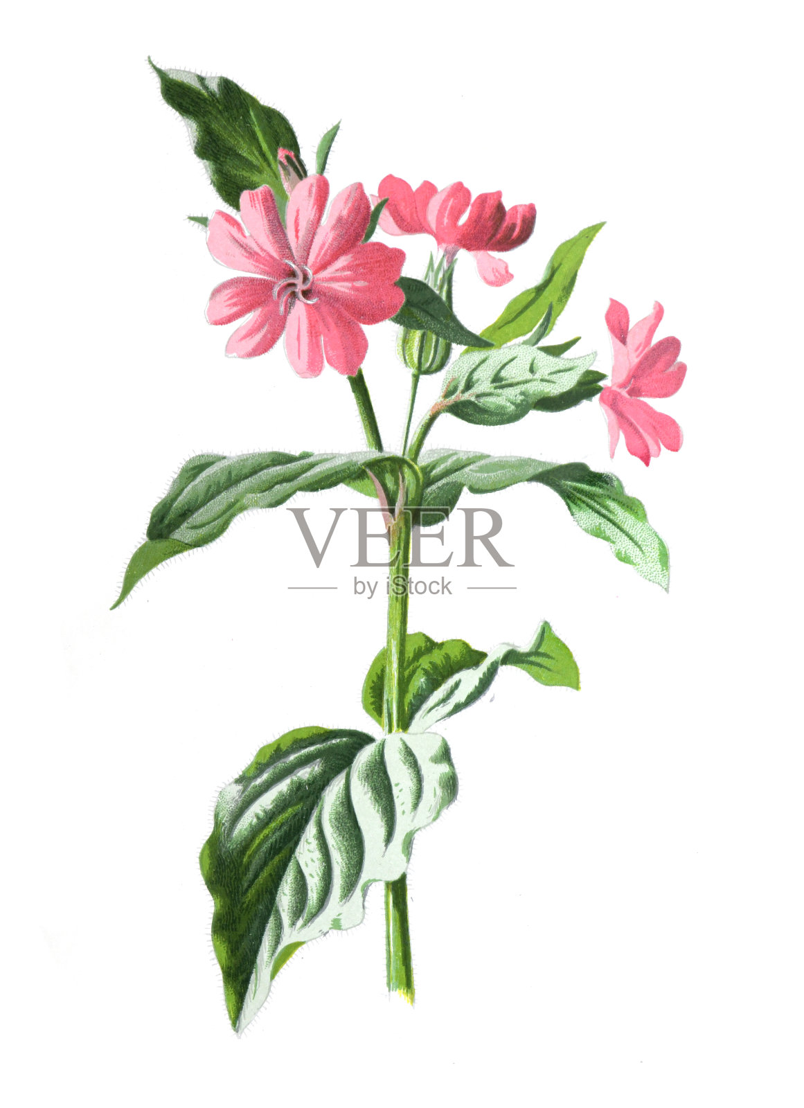 风铃，或普通的坎特伯雷钟。古董手绘田野花卉插图。古董花。野花插图。19世纪。插画图片素材