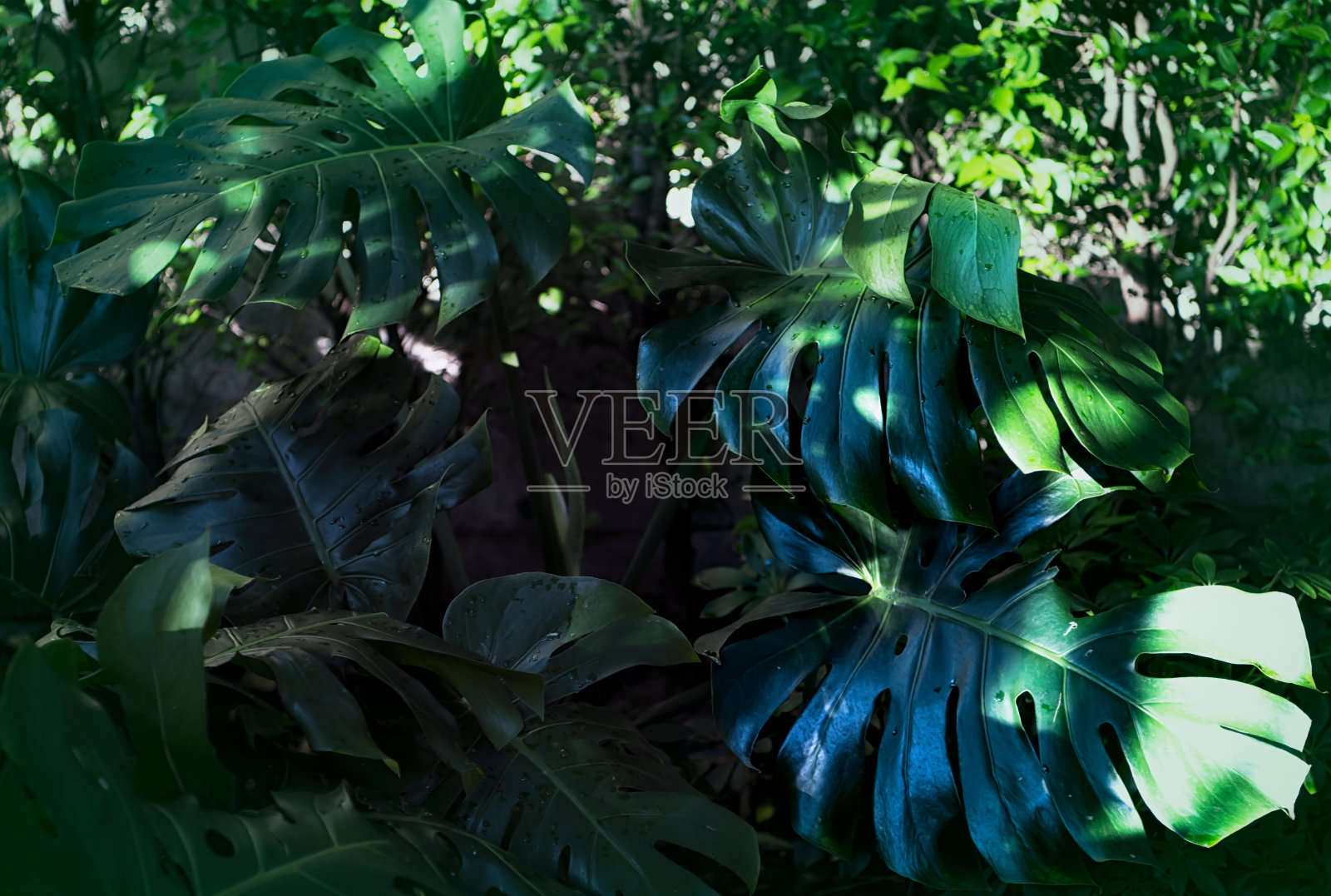 热带丛林树叶，深绿色树叶自然背景照片摄影图片