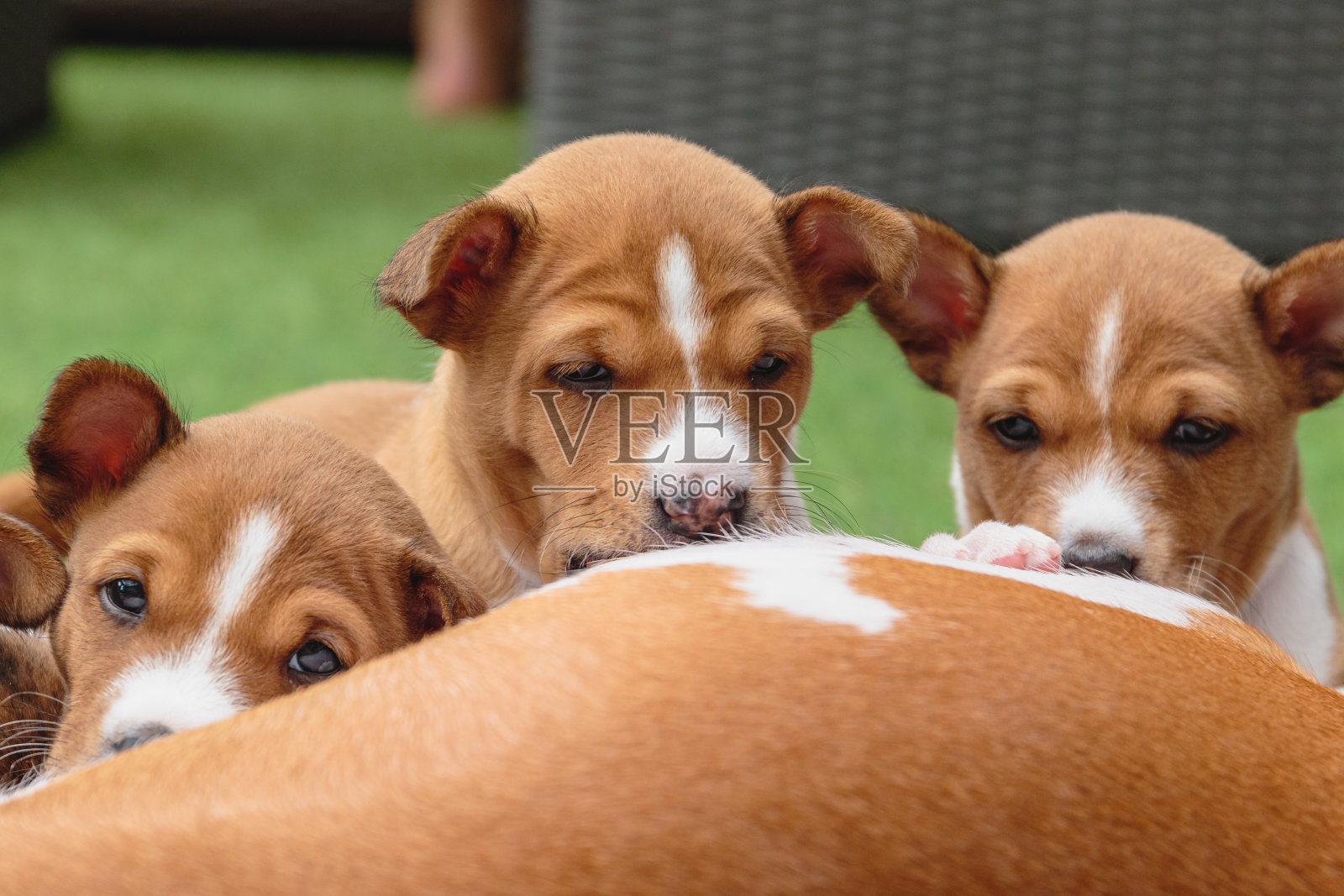 Basenji的小狗们一起躺在绿色的背景上照片摄影图片