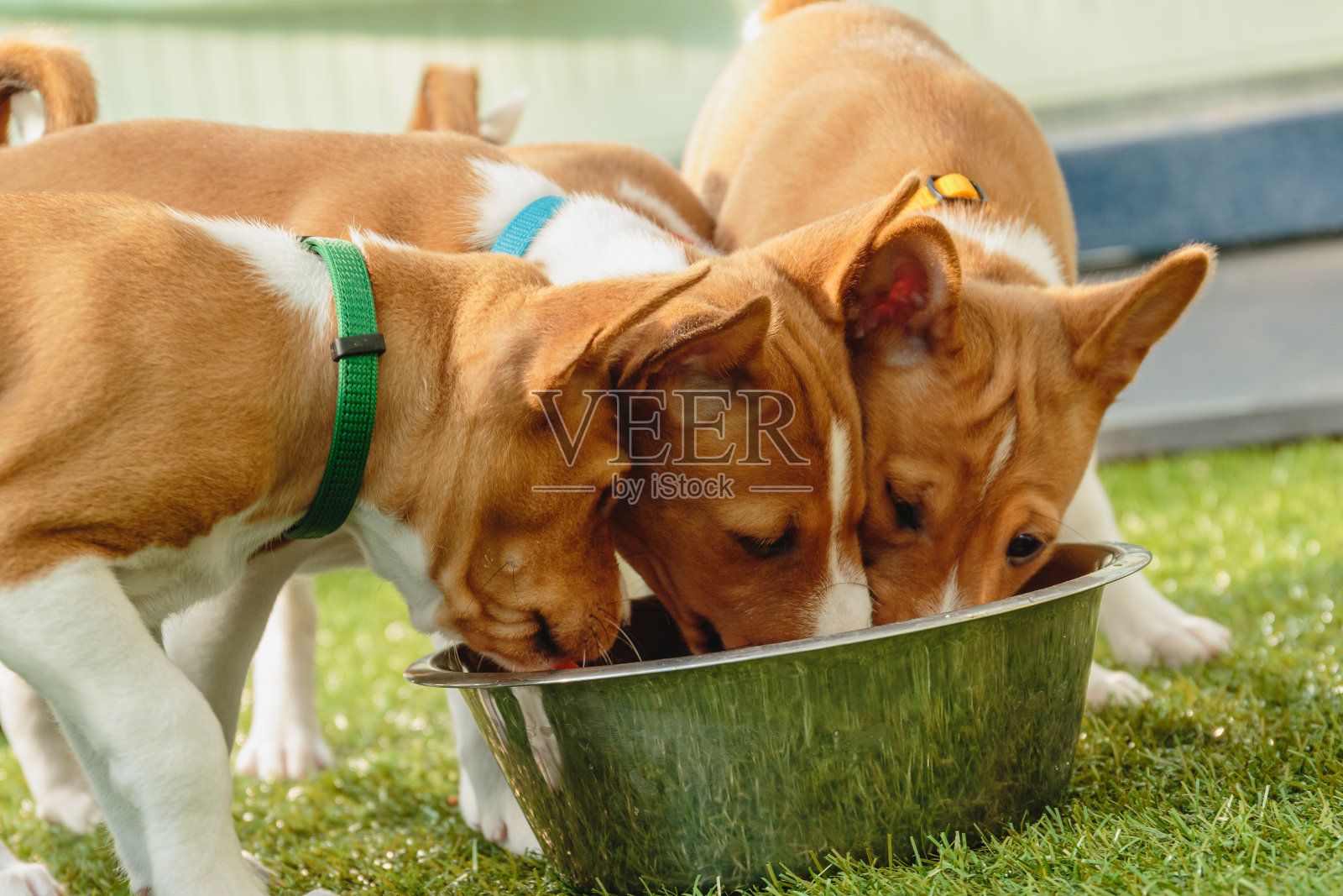 巴森吉的小狗们一起吃新鲜的食物照片摄影图片