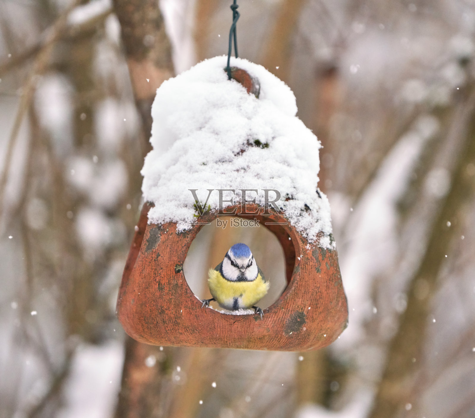 挪威奥斯陆，蓝山雀在喂鸟器上休息照片摄影图片