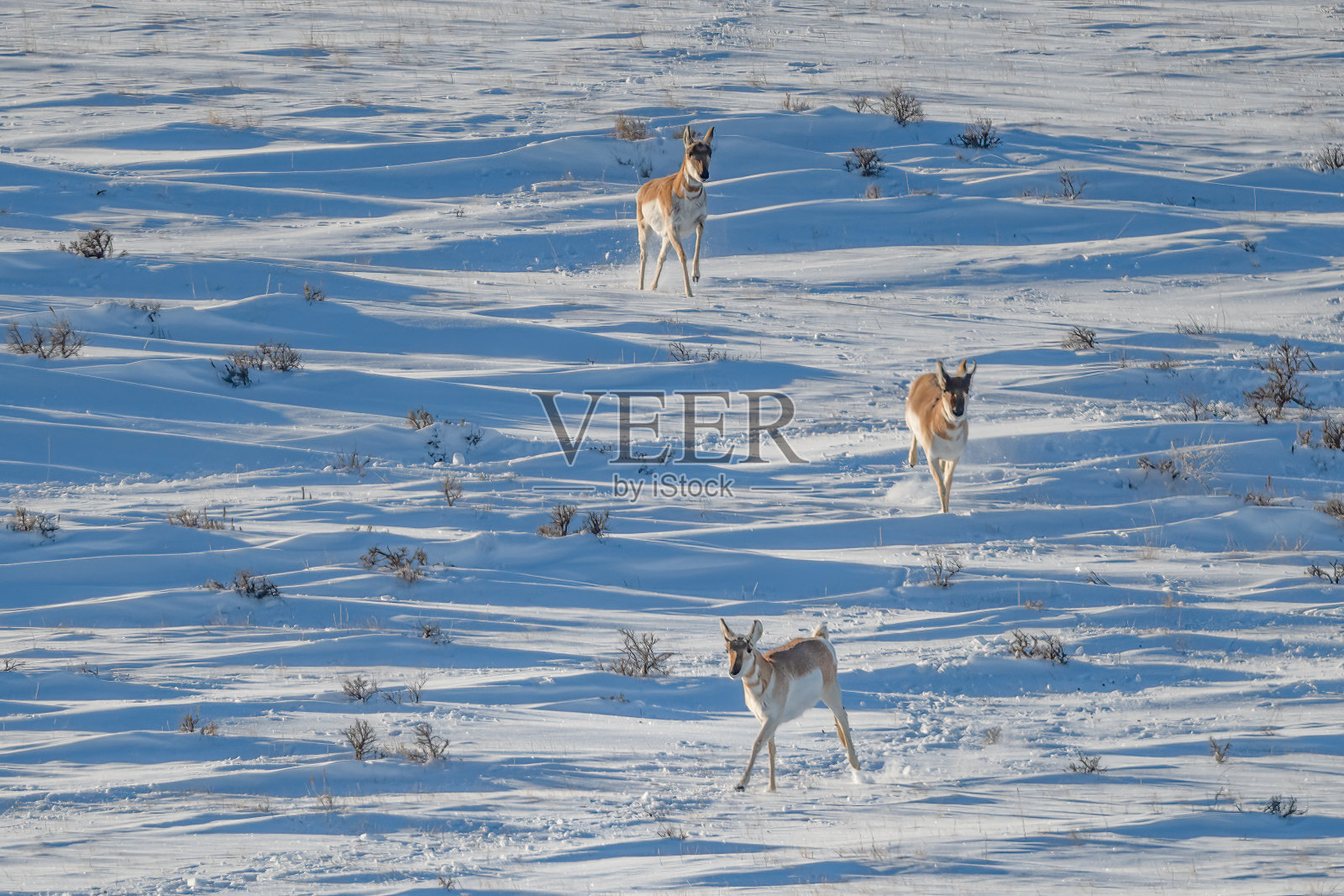 羚羊(叉角羚)在雪中下坡奔跑照片摄影图片