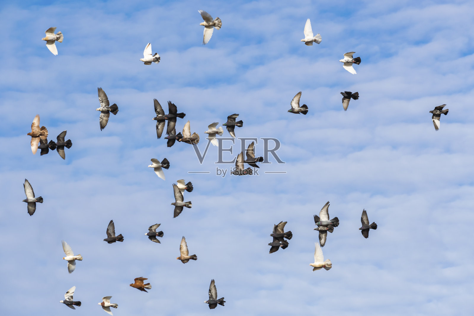 一群色彩斑斓的鸽子在蓝色多云的秋日天空中高高飞翔。照片摄影图片