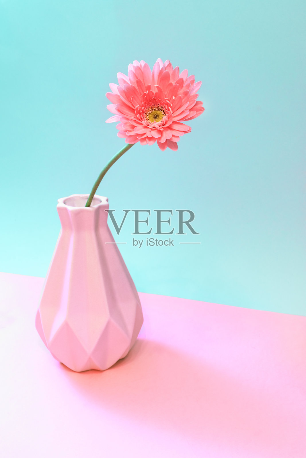 一朵粉红色的非洲菊花在花瓶上，颜色柔和，两色调的粉红色-蓝绿色。创意极小的花卉概念。照片摄影图片