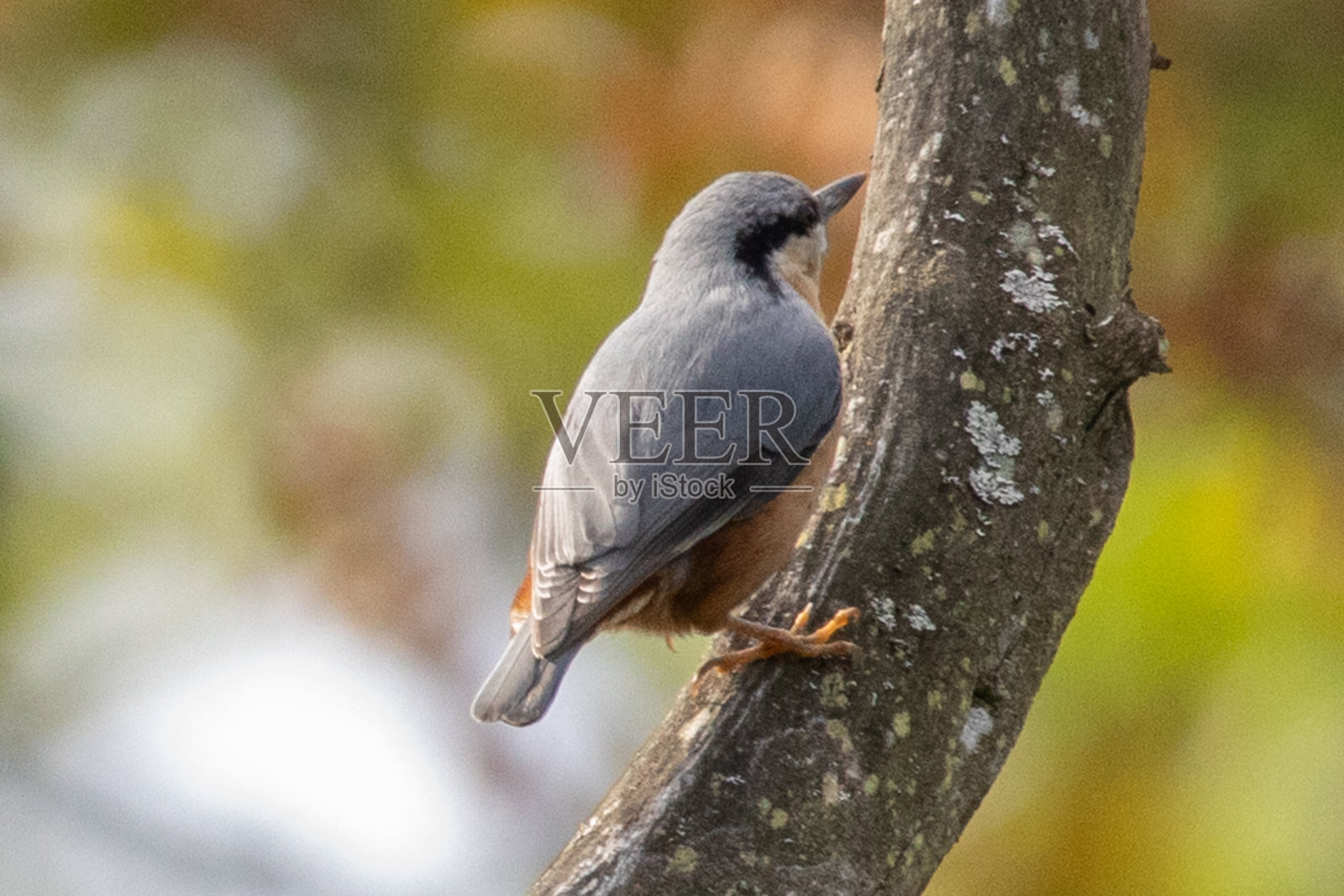 然后是火炬壶（Sitta europaea）照片摄影图片