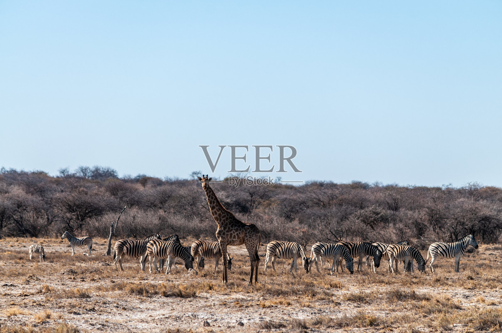 一只安哥拉长颈鹿和一群斑马在后面。照片摄影图片