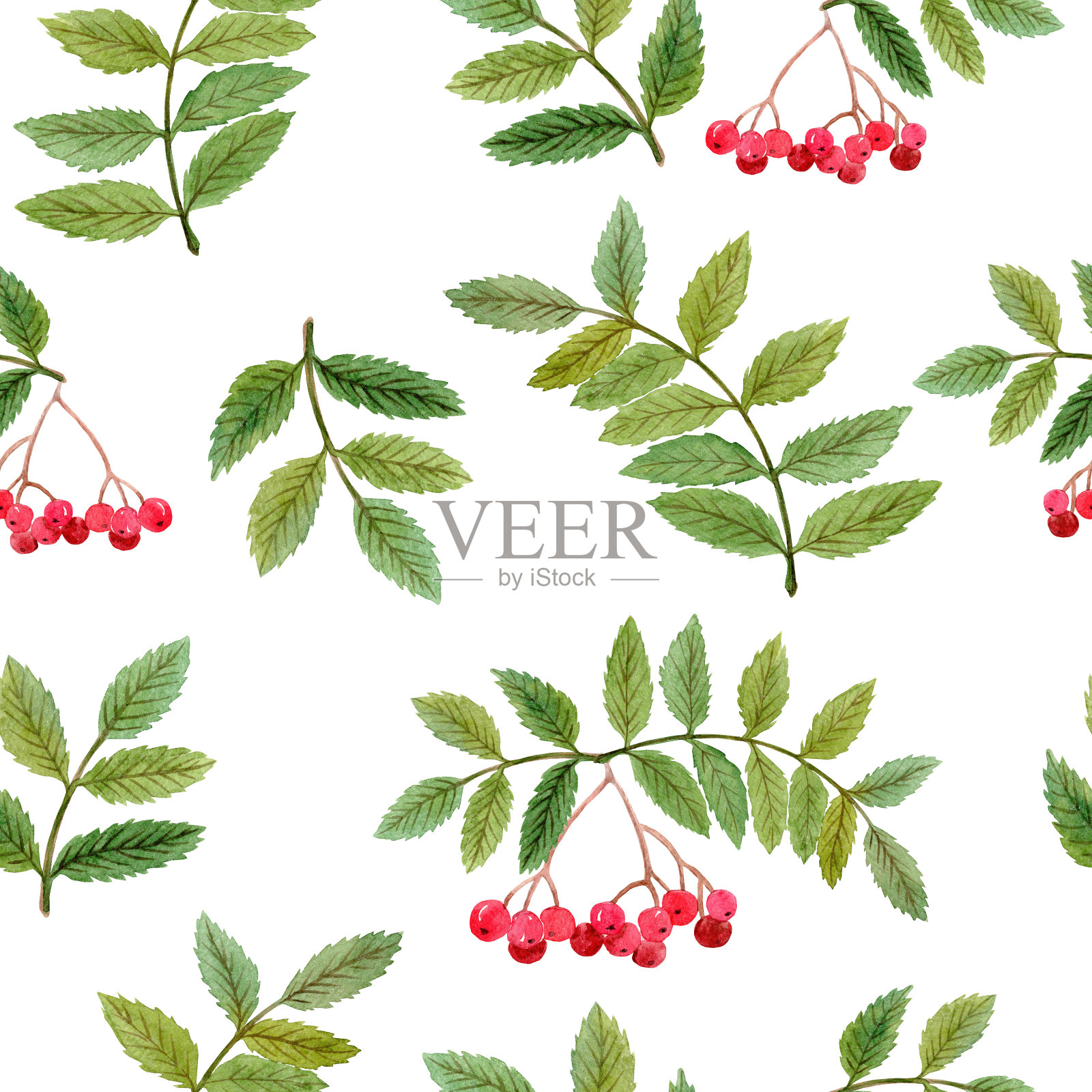 水彩花楸枝干无缝图案与红色的浆果和绿色的叶子在白色的背景插画图片素材
