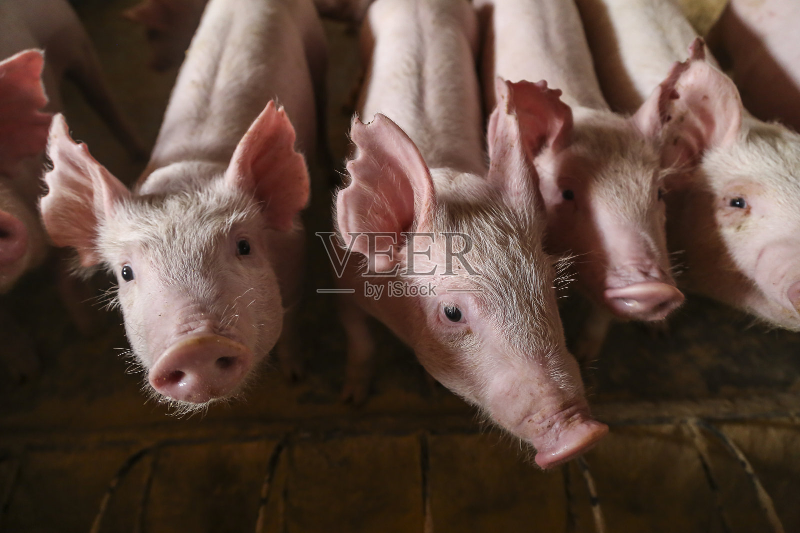 小猪在猪圈里找。照片摄影图片