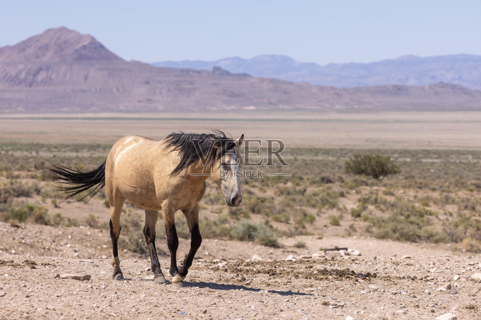 犹他州的野马照片摄影图片