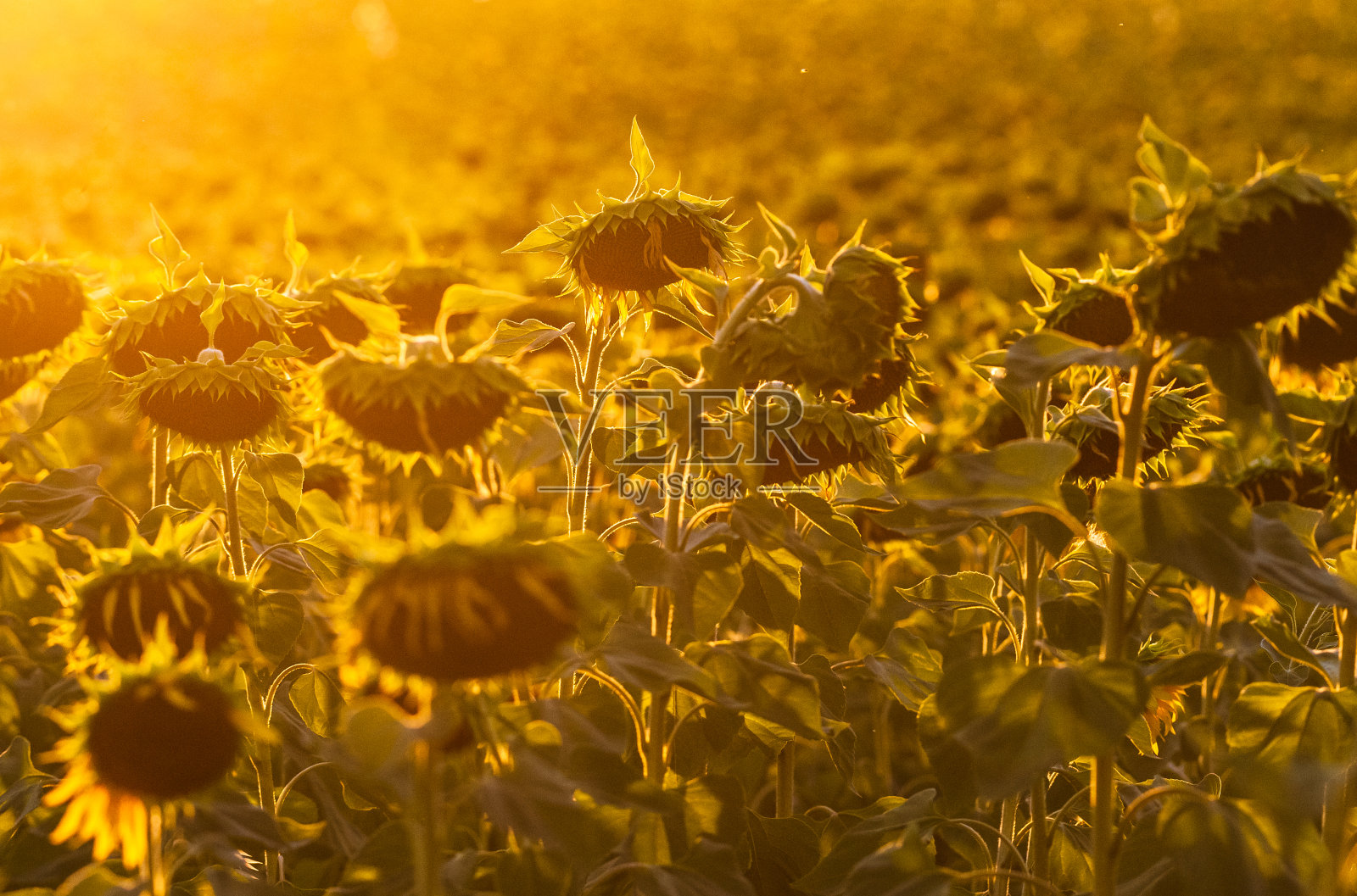 法国南部的向日葵田照片摄影图片