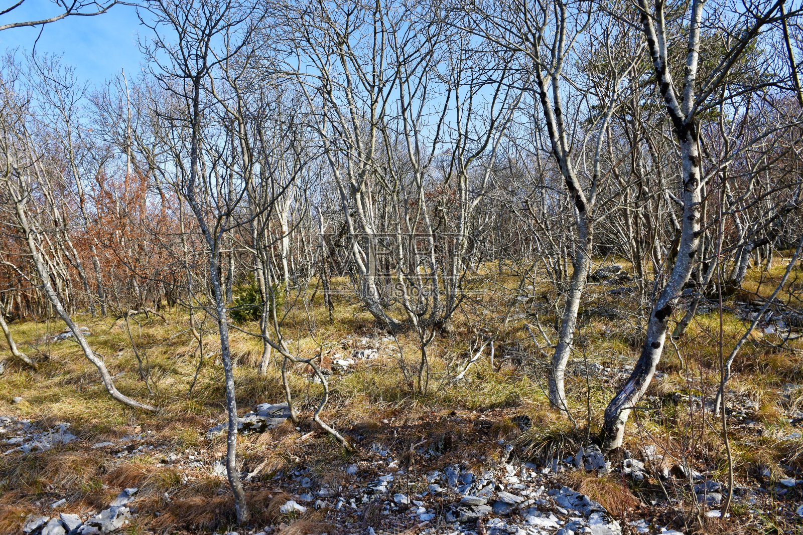 甘露灰(白蜡)或南欧冬季开花的灰林照片摄影图片